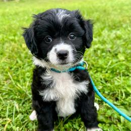 Girl 3 - Black and white female Aussiedoodle puppy in Hillsboro, Illinois from Perfect Paws Puppies