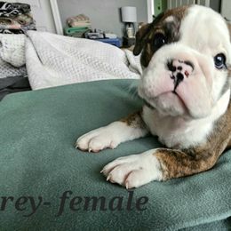 Bulldog Puppies from Magill's Bulldogs