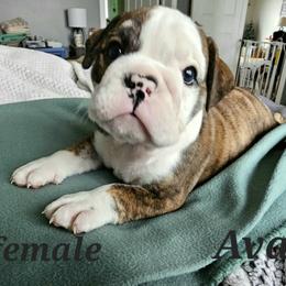 Bulldog Puppies from Magill's Bulldogs