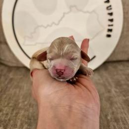 Willow - Apricot female Cavapoo puppy in London, Kentucky from Blue Meadow Puppies
