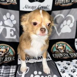 Cinnamon 7343 - Red and white female Chihuahua puppy in Palmyra, Indiana from Country Star Chihuahuas