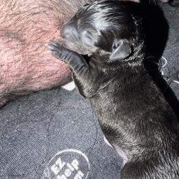 Labrador Retriever Puppies from Brad Gross