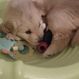 Golden Retriever Puppies from Life is Golden