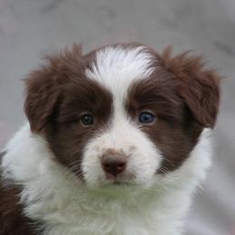 Joy - Red female Border Collie puppy in Tylertown, Mississippi from Cool Meadow Farms