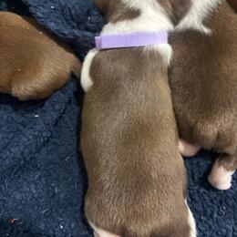Light  purple - Brindle and white female Boston Terrier puppy in Taylorsville, North Carolina from Jessica's Boston Terriers