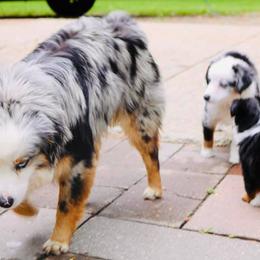 Miniature Australian Shepherd Puppies from Broken T Australian Shepherds