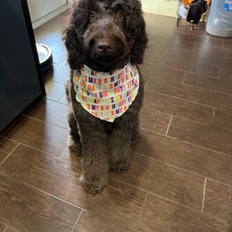 Kallie - Labradoodle