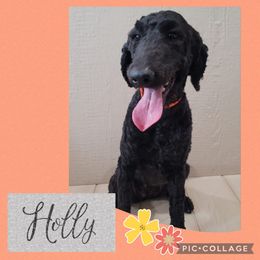 Holly - Goldendoodle