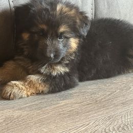German Shepherd Puppies from Von Kingsburg Shepherds