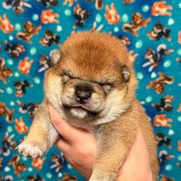 Sonic - Red male Shiba Inu puppy in Marshall, Minnesota from Tobitatsu Shiba Inu