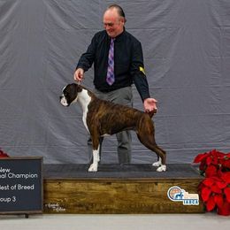 Luna - Boxer