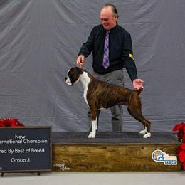 Luna - Boxer