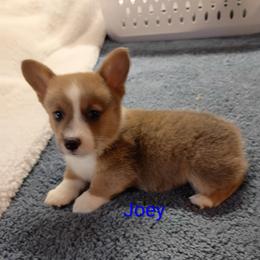 Joey Akc registered - White and fawn male Pembroke Welsh Corgi puppy in Montgomery County, Tennessee from Anita’s little Corgi Haven