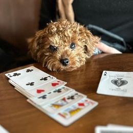 Poodles from Lil’ Bits and Lil’ Beans