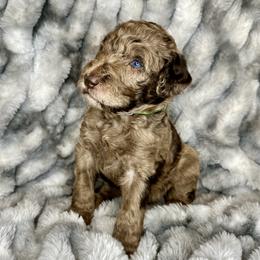 Aussiedoodle, Labradoodle, and Sheepadoodle Puppies from Boxcar Doodles and Poodles