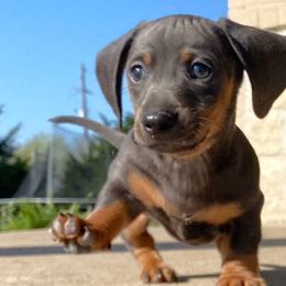 Dachshunds from Santina Bourland