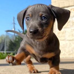 Dachshunds from Santina Bourland