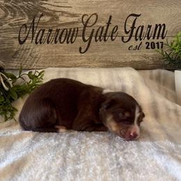Charlie - White and red male Border Collie puppy in Moody, Texas from Narrow Gate Farm
