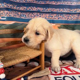 Girl 2 (Canon) (yellow collar) - Light golden female Golden Retriever puppy in Hubbard, Ohio from Whickering Pines Golden Retrievers