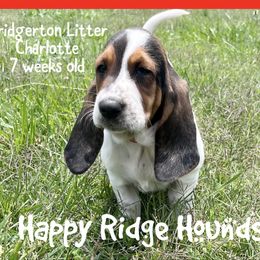 Charlotte - Black brown and white female Basset Hound puppy in Mebane, North Carolina from Happy Ridge Hounds