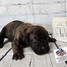 Boerboel Puppies from Standing Stone Boerboels