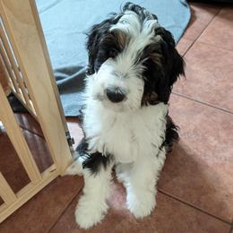 Ares - Black tri-color male Aussiedoodle puppy in New Durham, New Hampshire from Ridgeview Aussiedoodles