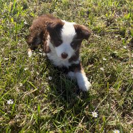 Millie - Red tri female Miniature Australian Shepherd puppy in Canton, Texas from M&M Aussies