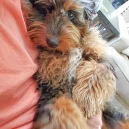 Aussiedoodle, Miniature Australian Shepherd, and Poodle Puppies from JMR Aussies and Doodles