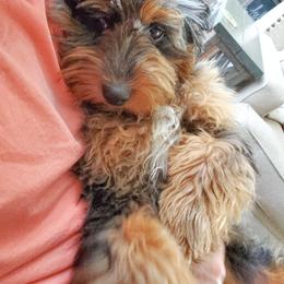 Aussiedoodle, Miniature Australian Shepherd, and Poodle Puppies from JMR Aussies and Doodles