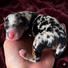 Hermione - Blue merle female Bernedoodle puppy in Milton, Florida from Sutton Place Doodles