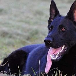 German Shepherds from Your Next Puppy