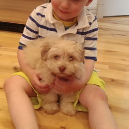 "Past pup" Havanese Puppies from Hillsong Havanese