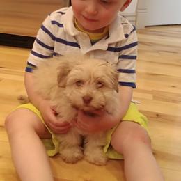 "Past pup" Havanese Puppies from Hillsong Havanese