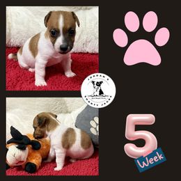 Clara - Brown and white female Jack Russell Terrier puppy in Cleburne, Texas from Jordan's Shorty Jacks