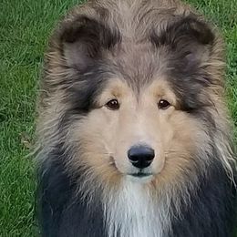 Layne - Shetland Sheepdog
