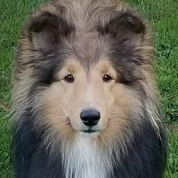 Layne - Shetland Sheepdog