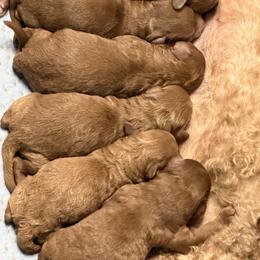 Female 3 - Red  female Poodle puppy in Southwest Ranches, Florida from Herringbone ‘s Poodles