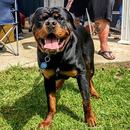 Rottweilers from Vom Cajun Fire Rottweilers