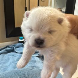 Boy 1 - White male Pomeranian puppy in Cullman, Alabama from Dixie Darlings Pomeranians
