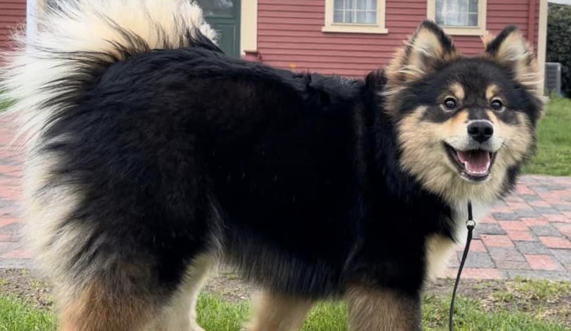 Photo inspiration: Rebelgold Finnish Lapphunds In Maine Finnish Lapphund Puppies Photo Inspiration