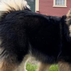 Finnish Lapphunds from RebelGold Finnish Lapphunds