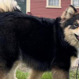 Finnish Lapphunds from RebelGold Finnish Lapphunds