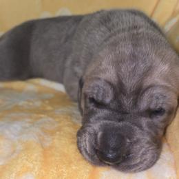 Boomerang - Fawn male Great Dane puppy in Albany, Oregon from Red Cloud Australian Shepherds and DeGray Great Danes & Bulldogs