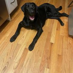 Labrador Retriever All Grown Up from Wicked Flyer Retrievers