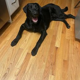 Labrador Retriever All Grown Up from Wicked Flyer Retrievers