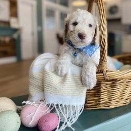 Goldendoodle Puppies from Lakeside Doodles MN