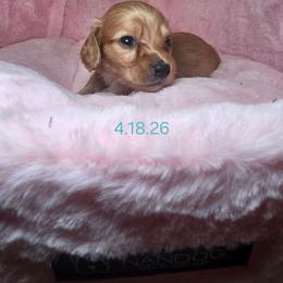 Light blue - Cream male Dachshund puppy in Bristol, Tennessee from It's Mini Wieners Baby