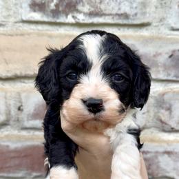 Clay (Red collar) - Black and white male Cavapoo puppy in Redding, California from Lipscomb Doodles