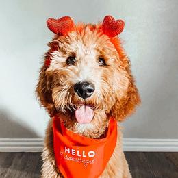 Goldendoodles from Linny J Doodles