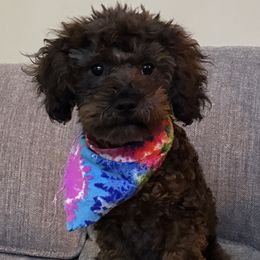 Poodles from Pixie Poodles